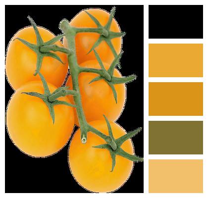 Yellow Vine Tomatoes Isolated Image